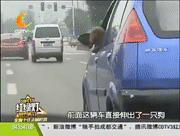 哈哈你狗头伸出来了